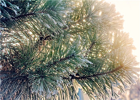 松树,枝条,遮盖,雪