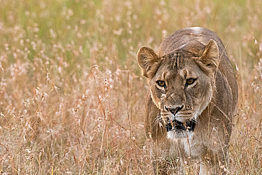 雌狮,狮子,走,大草原,马赛马拉,肯尼亚,非洲