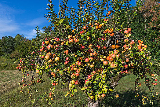 成熟,红苹果,苹果树,巴登符腾堡,德国,欧洲