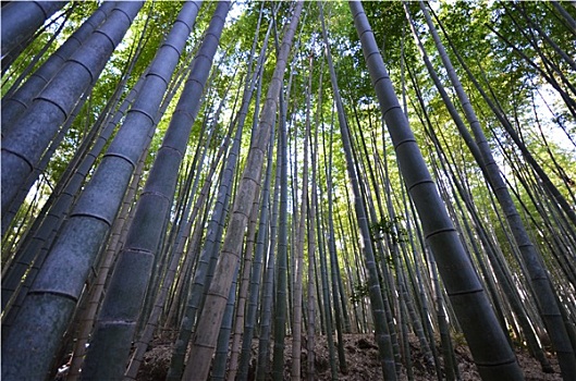 竹林,岚山,京都