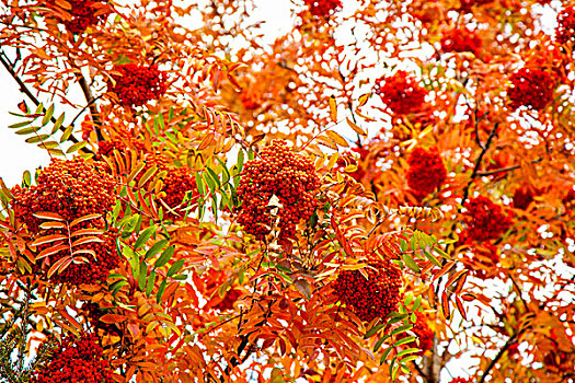 成串灌滿紅色果實的樹