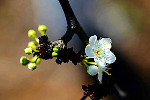 李子花