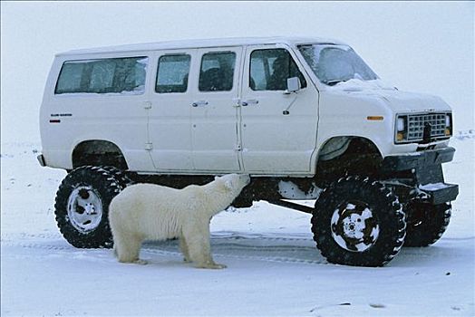 北极熊,检查,雪,丘吉尔市,曼尼托巴,加拿大