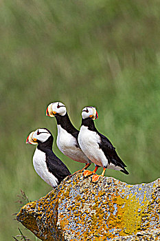 有角,角嘴海雀,湾,岛屿,卡特麦国家公园,阿拉斯加,美国