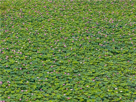 枣庄滕州微山湖红荷湿地