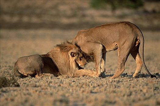 非洲狮,雄性,问候,南非,狮子