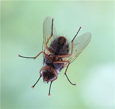 特写,苍蝇,窗玻璃