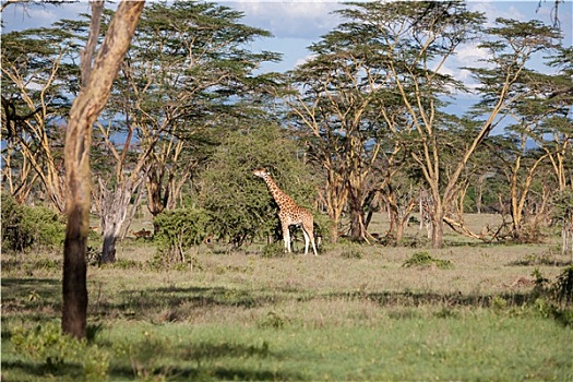 长颈鹿,背景,草