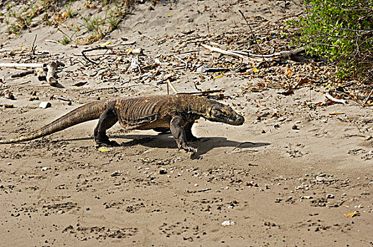 科摩多巨蜥,科摩多龙,林卡岛,科莫多国家公园,印度尼西亚,东南亚
