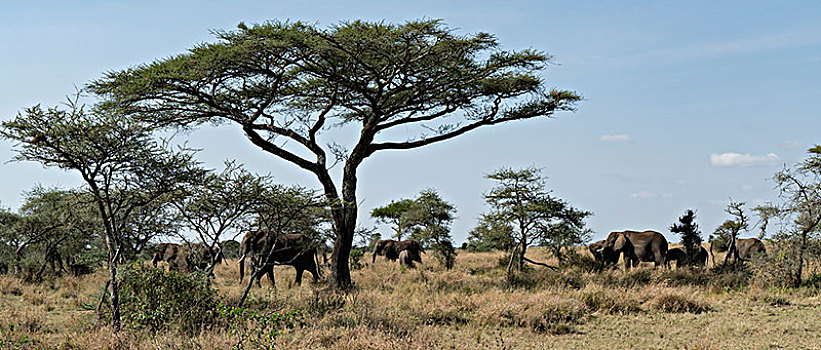 非洲大象013