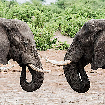 大象,面对面,途中,奥卡万戈三角洲,博茨瓦纳