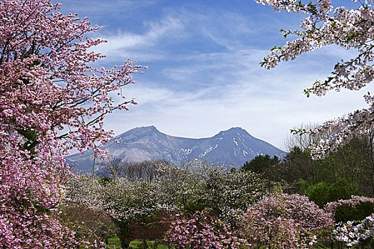 樱花,公园,山