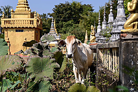 柬埔寨,收获,母牛,佛教寺庙,大幅,尺寸