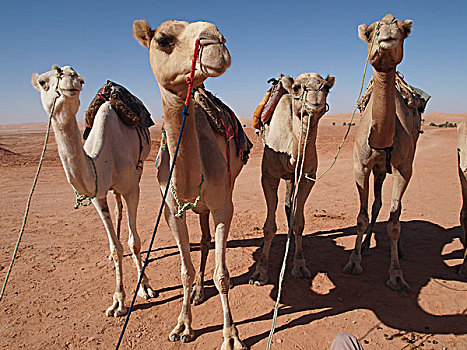 骆驼,阿尔及利亚