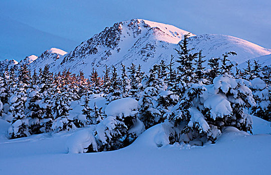 景色,雪盖,树林,楚加奇州立公园,阿拉斯加,冬天
