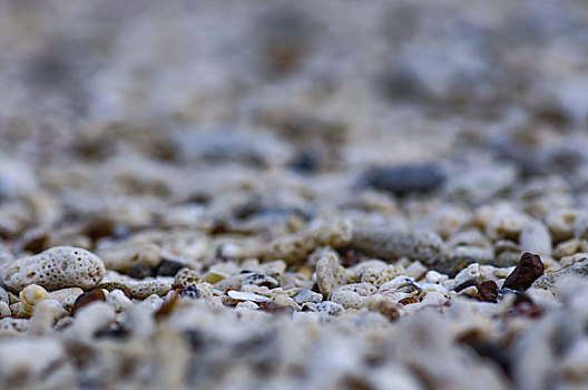 贝壳,碎石,珊瑚,螺壳,碎片,沙,沙粒,沙滩,海滩,海岸,岸,砂石,沙子,颗粒,碳酸钙,钙化物,海洋,丰富,种类