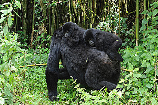 山地大猩猩,大猩猩,母亲,一个,一半,相似,幼仔,国家,卢旺达