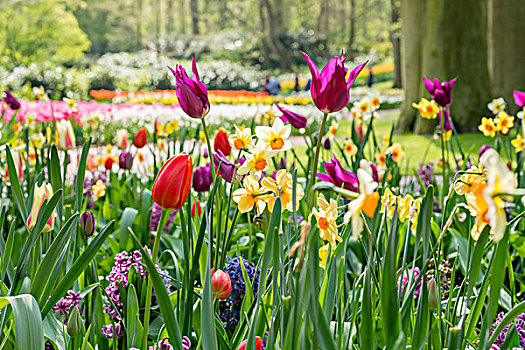 彩色,花,公园,春天