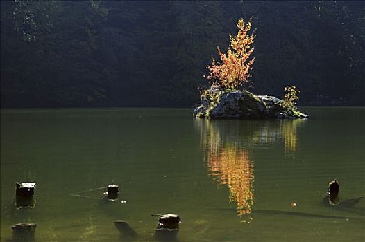 树,小,岛屿,山中小湖,奥地利