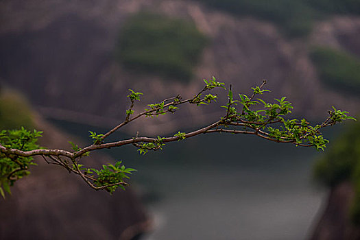 羊,山,绿树,天空,农业,经济