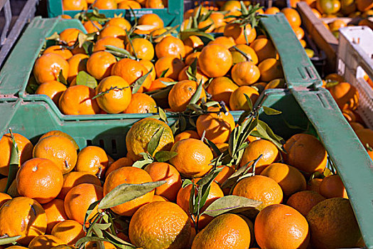 橙色,柑橘,水果,丰收,排列,篮子