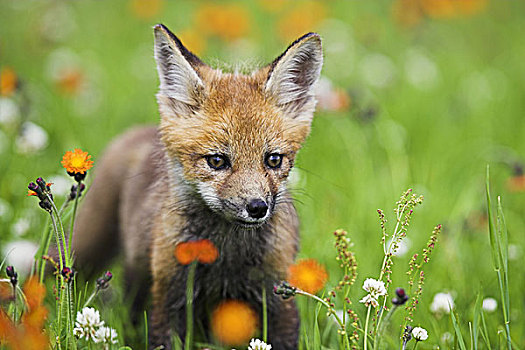 红狐,狐属,幼兽,专注,跑,序列,自然,野生动物,动物,哺乳动物,食肉动物,狐狸,孩子,小,可爱,栖息地,观注,发现,玩,户外,草地