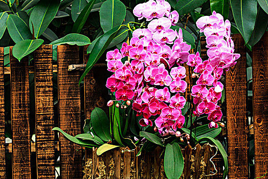 木栅栏上盛开的粉色蝴蝶兰