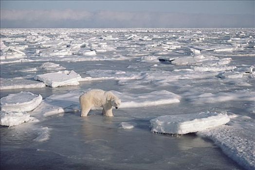 北极熊,站立,破损,浮冰,丘吉尔市,曼尼托巴,加拿大