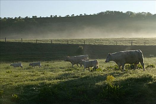 白色,母牛,早晨,雾,瑞典