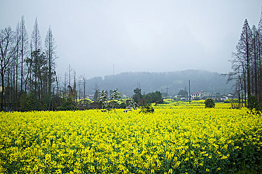 四川都江堰春天油菜花