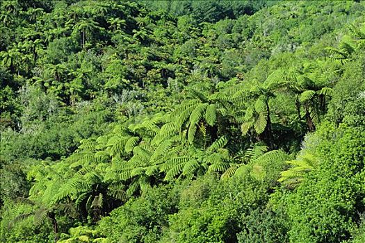 雨林,北岛,新西兰