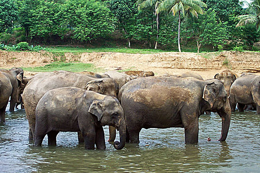 成群,大象,浴,河
