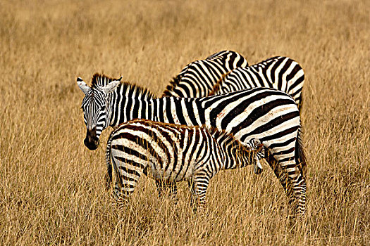 斑马,哺乳,恩戈罗恩戈罗火山口,坦桑尼亚