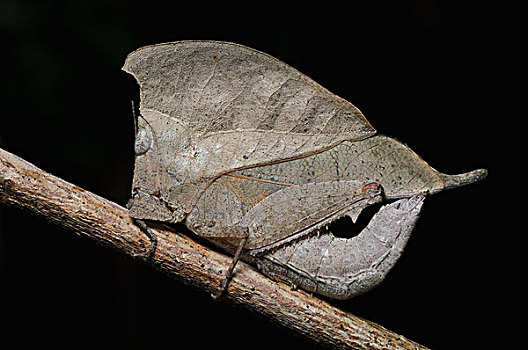 蝗虫,模仿,枯叶,巴戈国家公园,马来西亚