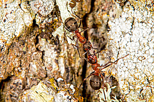 红色,木头,蚂蚁