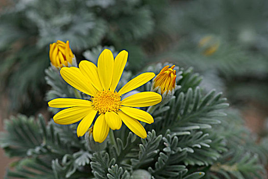 黄色,雏菊,花