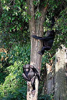两个,黑猩猩,悬挂,高,硬木,树,雨林,岛屿,维多利亚湖,乌干达,非洲