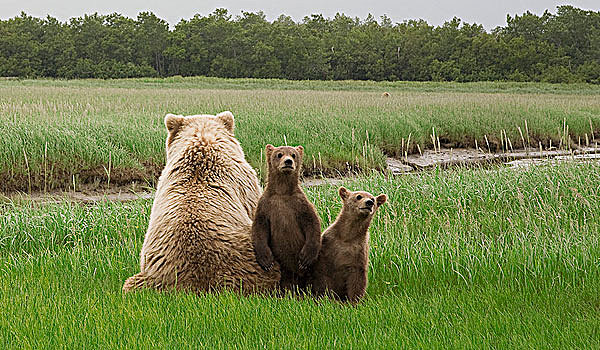 大灰熊,棕熊,女性,幼兽,卡特麦国家公园,阿拉斯加