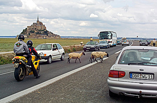 绵羊,穿过,汽车,交通,途中,诺曼底,法国