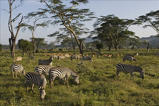 牧群,斑马,马,黑斑羚,肯尼亚,非洲