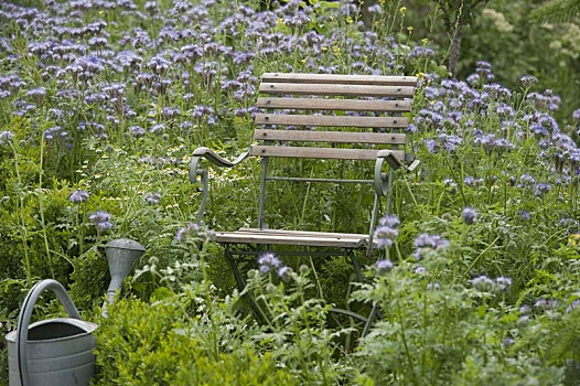 椅子,蜜蜂,草场,花地