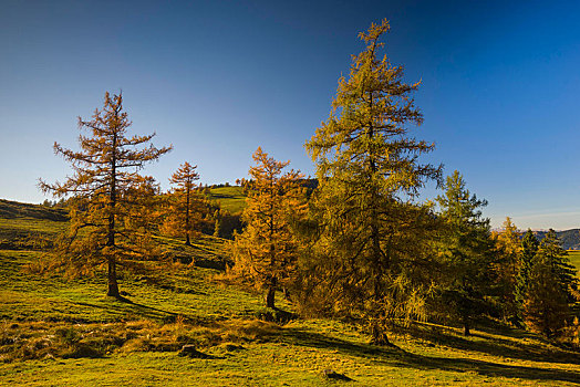 落叶松属植物,秋天,高山牧场,施蒂里亚,奥地利,欧洲