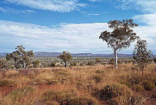 灌木丛,风景,卡瑞吉尼国家公园,西澳大利亚,澳大利亚