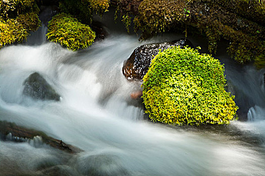 特写,清水,溪流,尤姆瓦国家森林公园,俄勒冈,美国