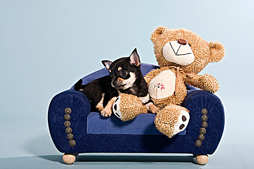 吉娃娃,小动物,泰迪熊,熊,沙发
