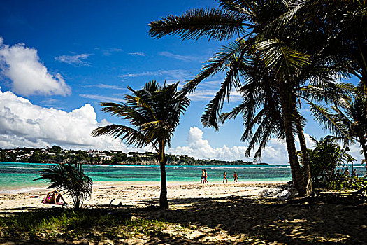 海滩,椰树,岛屿,瓜德罗普,法国