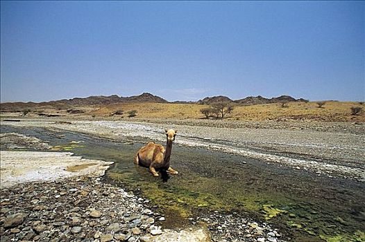 单峰骆驼,哺乳动物,放入,小河,阿拉伯半岛,动物