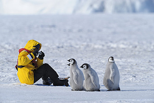 游客,摄影,企鹅,幼禽,雪丘岛,南极
