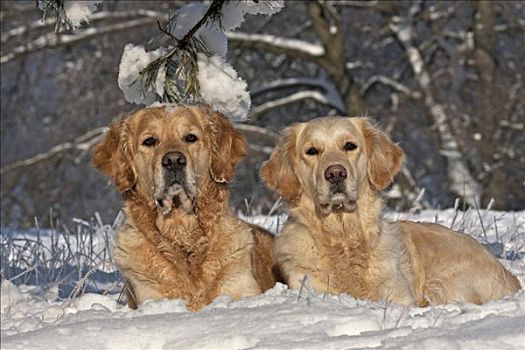 两个,金毛猎犬,卧,雪地