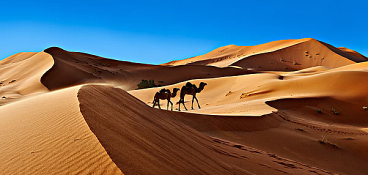 骆驼,撒哈拉沙漠,沙丘,却比沙丘,摩洛哥,非洲